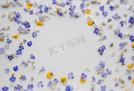 花朵海报摄影照片_白色背景上的蓝色花朵和黄色花瓣的框架。