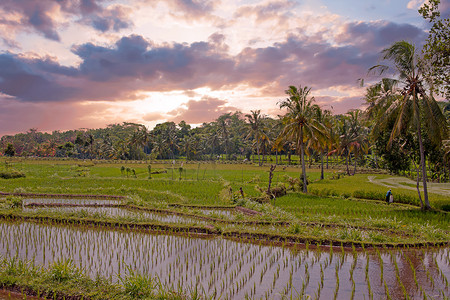 小狗掌印摄影照片_爪哇一期农村稻田农业景观