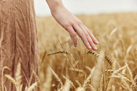 小麦麦穗摄影照片_初夏阳光灿烂的日子，农夫抚摸着金色的麦田，关心着麦穗的成熟