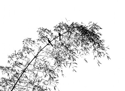 鸟树叶摄影照片_竹树上的两只鸟