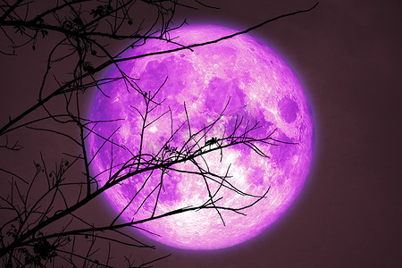 紫色夜空摄影照片_夜空后干树枝树上的超暗收获紫色月亮