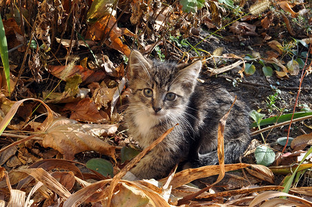 流浪宠物摄影照片_秋草背景上可爱的流浪饥饿的小猫。