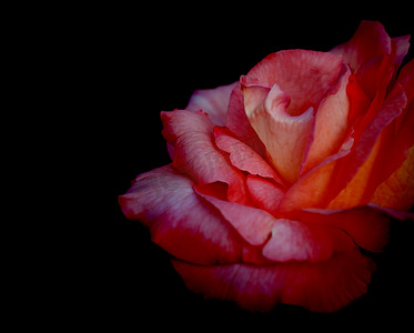 黑色吊唁背景中的红玫瑰花