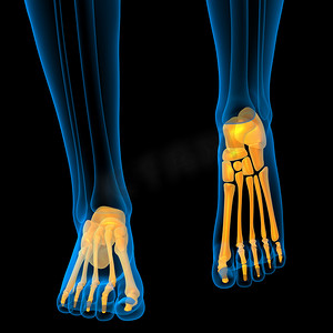 3d脚摄影照片_3d 渲染脚骨的医学插图