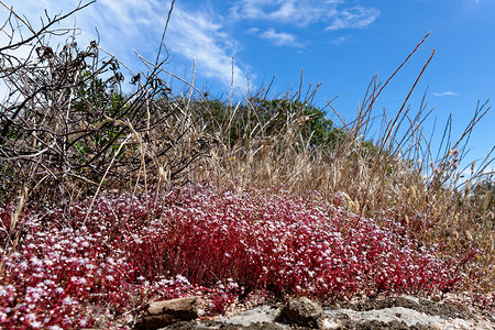 撒花矢量卡通摄影照片_撒丁岛的红虎耳草 (Saxifraga)
