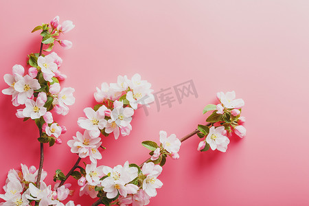 粉色春天模板摄影照片_樱花，粉红色背景上的春天花朵，有问候的空间。