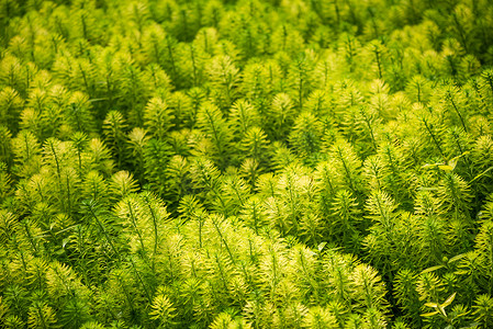 水环绿叶摄影照片_桉树和鹦鹉的羽毛 — 狐尾藻 — 池塘里的绿叶
