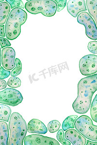 单细胞绿蓝藻小球藻螺旋藻手绘边框页面框架与大细胞单细胞与脂杂草液滴。