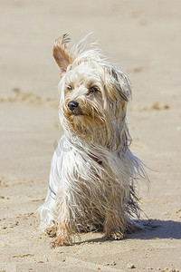 约克夏犬在刮风的日子里在海滩上