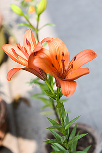 小号藤摄影照片_一朵喇叭藤或喇叭藤（Campsis radicans）花，被称为牛痒或蜂鸟藤，开花时带有种子和叶子，夏季在户外生长。