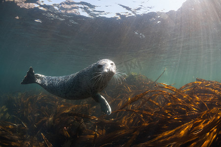 海豹图片摄影照片_Phoca lagha（大海豹、斑点海豹）水下图片