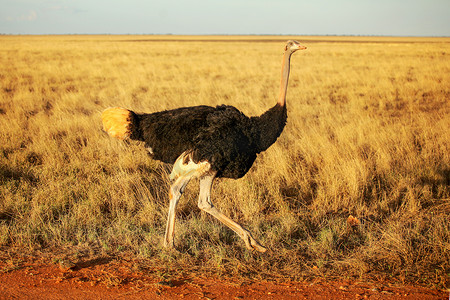 大草原旅行摄影照片_普通鸵鸟 (Struthio camelus) 在午后的阳光下在大草原上行走。