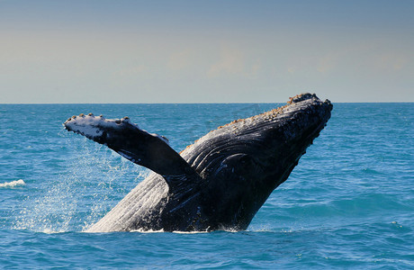 Abrolhos 的座头鲸