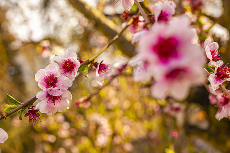 春天盛开的桃花摄影照片_桃花开春