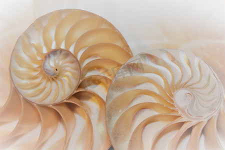 鹦鹉螺贝壳横截面的斐波那契模式