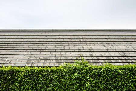 自然墙壁绿色植物与现代屋顶