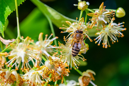 林花摄影照片_椴树花中的蜜蜂，Apis Carnica