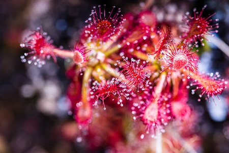 罗赖马特普伊高原上的茅膏菜 (Drosera rotundifolia) - 委内瑞拉、南美洲