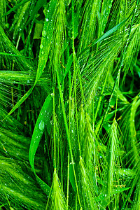 雨后小麦或大麦的绿穗。