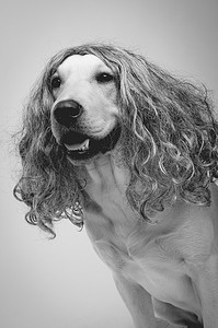 假发摄影照片_戴着假发的狗，黑色和白色
