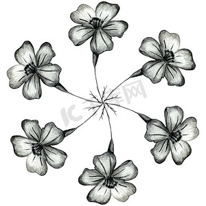 手绘叶黑白摄影照片_黑白手绘万寿菊花圆构图。