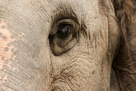 大小动物眼睛摄影照片_大象是眼睛很小的动物。