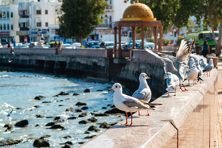 阿曼首都马斯喀特路堤栏杆上的海鸥