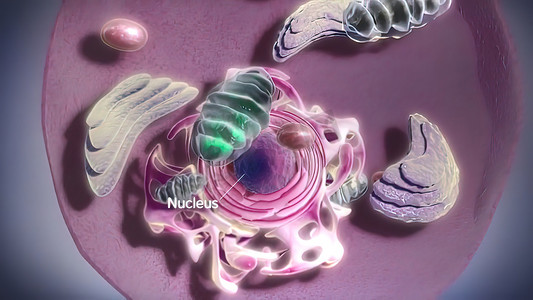 细胞核结构摄影照片_细胞结构和成分、线粒体、细胞核和细胞质