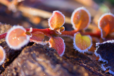 冬天的植物被白霜冻住了