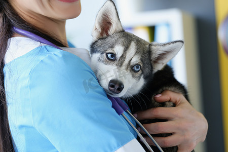 哈士奇小狗狗摄影照片_一位女兽医抱着一只可爱的哈士奇小狗