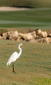 翅膀大翅膀摄影照片_白色大白鹭 Ardea alba