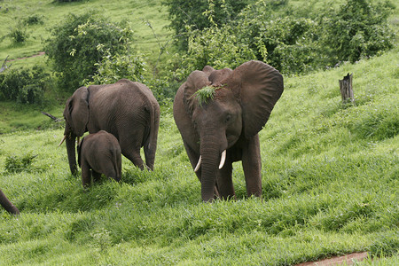大象象摄影照片_非洲博茨瓦纳大草原上的野象（Elephantidae）