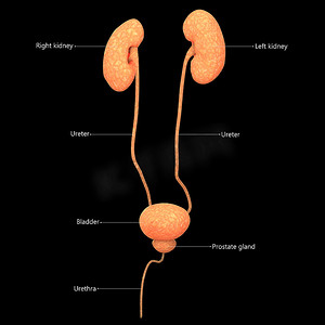用标签解剖学描述的人体泌尿系统肾脏和膀胱