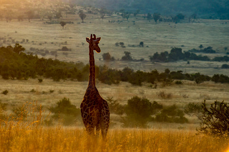 漂亮长颈鹿摄影照片_早上的长颈鹿