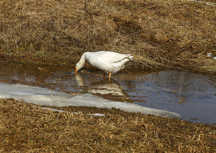 白鹅从水坑里喝水。
