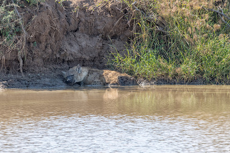 睡在池塘里的斑点鬣狗
