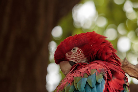 羽毛红色摄影照片_绿翼金刚鹦鹉 Ara chromopterus