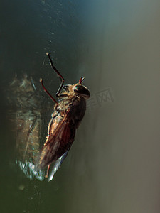 昆虫眼摄影照片_飞坐在窗玻璃上