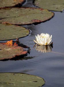 荷花锦鲤摄影照片_在沼泽顶部的睡莲花