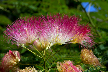 波斯合欢树（Albizia julibrissin）