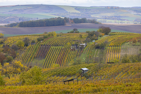 捷克共和国南摩拉维亚 Mutenice 附近的秋季葡萄园