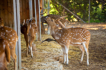 梅花鹿，动物在动物园里散步