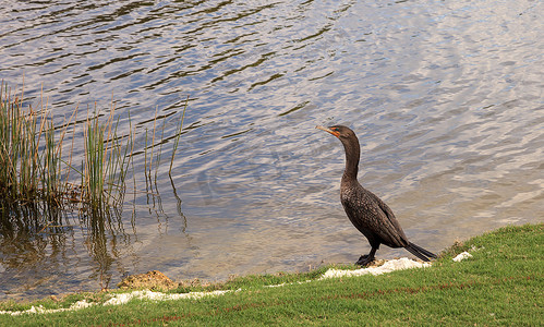 双冠鸬鹚 (Phalacrocorax auritus)