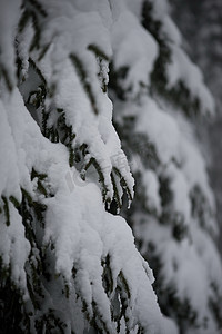 覆盖着新雪的圣诞常青松树