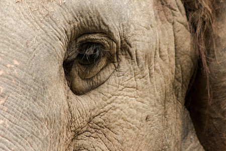 大象是眼睛很小的动物。