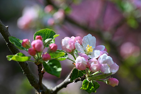 与开花的果树的春天背景。