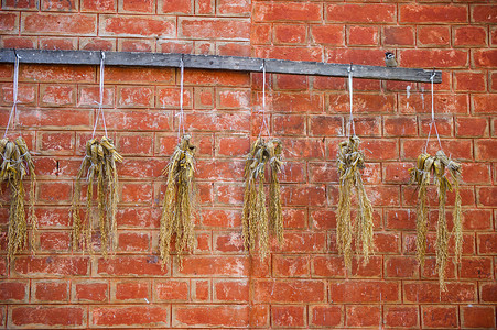 Ragoo市场上挂着旧红墙的稻上小鸟