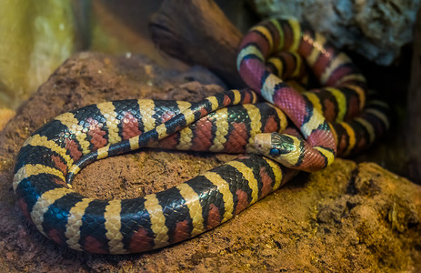 蛇山摄影照片_亚利桑那山王蛇的特写，来自美国的鲜艳彩色热带蛇，爬行动物养殖中流行的爬行动物宠物
