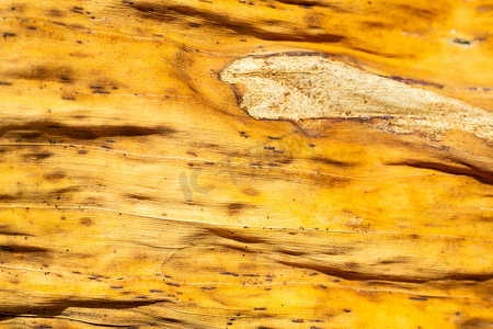 树叶枯萎摄影照片_干燥和枯萎的香蕉叶纹理，特写和宏观拍摄，抽象图案背景，泰国水果