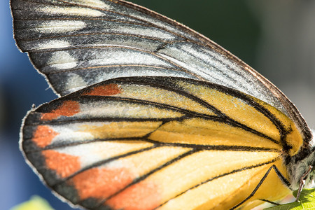 橙鸥蝴蝶的翅膀是黄橙色和白色。